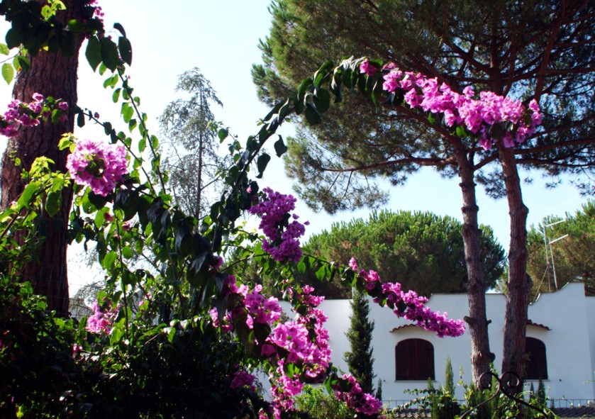 Che bella la Bougainvillea !!!